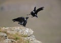 White-necked Ravens