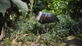 White-necked stork or Ciconia episcopus in the usual habitat in a forest Royalty Free Stock Photo