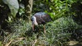White-necked stork or Ciconia episcopus in the usual habitat in a forest Royalty Free Stock Photo