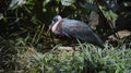 White-necked stork or Ciconia episcopus in the usual habitat in a forest Royalty Free Stock Photo