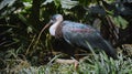 White-necked stork or Ciconia episcopus in the usual habitat in a forest Royalty Free Stock Photo