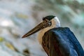 White-necked Stork Royalty Free Stock Photo