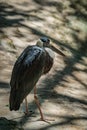 White-necked Stork Royalty Free Stock Photo