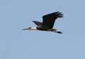 White necked stork in flight Royalty Free Stock Photo