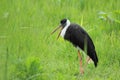 White-necked stork Royalty Free Stock Photo