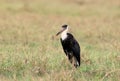 White necked stork portrait Royalty Free Stock Photo