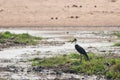 White-necked Stork Royalty Free Stock Photo