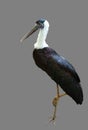 White-necked Stork or Woolly-necked Stork Royalty Free Stock Photo