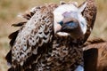 Vulture with fixed gaze in Serengeti, fighting for food, Tanzania, Africa Royalty Free Stock Photo