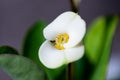 White needle flower with bug macro Royalty Free Stock Photo