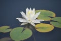 A white nenuphar on the lake