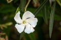 White Nerium Oleander Flower in Green Leaves Royalty Free Stock Photo