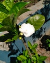 White nerium oleander flower.