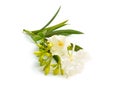 White Nerium oleander isolated on white background