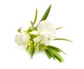 White Nerium oleander isolated on white background Royalty Free Stock Photo