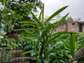 White Nerium oleander plant wet in rain Royalty Free Stock Photo