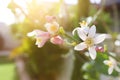 White Neroli flowers on the tree in the garden