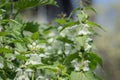 The white nettle (Lamium album). Royalty Free Stock Photo