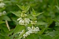 White nettle leafs and flowers, close-up Royalty Free Stock Photo