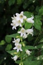 White nettle-wed bellflower