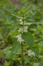 White Nettle or White Dead-nettle (Lamium album) Royalty Free Stock Photo