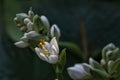 White, new flowering Agave Amica in the garden