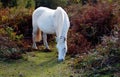 A white New forest Pony deep Autumn Ferns Royalty Free Stock Photo