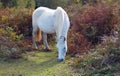 Autumn Ferns surround a White New Forest Pony Royalty Free Stock Photo