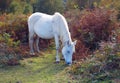 A White New Forest Pony grazing on moorland in autumn sunlight Royalty Free Stock Photo