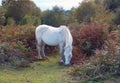 A White New Forest Pony grazing on moorland in autumn sunlight Royalty Free Stock Photo