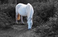 A white New forest Pony in orange sunlight with faded contrast background Royalty Free Stock Photo