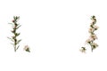 White New Zealand teatree flowers in bloom with copy space in middle Royalty Free Stock Photo