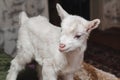 White newborn goatling in the house of farmer close-up