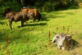 White Nguni bull lies on pasture Royalty Free Stock Photo