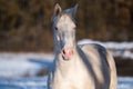 White nice horse in winter.