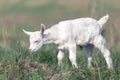 White nice little goatling grazing in the meadow