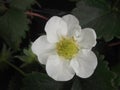 White nice strawberry flower in spring Royalty Free Stock Photo