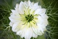 White Nigella damascena blossom Royalty Free Stock Photo