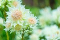 White Nigella Damascena or Love-In-The-Mist flowers sometime call ragged lady, devil in the bush garden Royalty Free Stock Photo