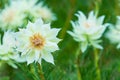 White Nigella Damascena or Love-In-The-Mist flowers sometime call ragged lady, devil in the bush garden Royalty Free Stock Photo