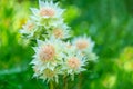 White Nigella Damascena or Love-In-The-Mist flowers sometime call ragged lady, devil in the bush garden Royalty Free Stock Photo