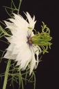 White Nigella flower Royalty Free Stock Photo