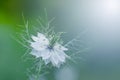 White nigella flower on a gentle blue background Royalty Free Stock Photo