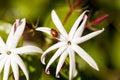 White night jasmine flower with a Convergent lady beetle