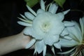 White night quin flower or white Epiphyllum anguliger blossom in the night. Flower in hand. Wijaya kusuma flower blooms midnight.