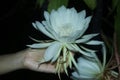 White night quin flower or white Epiphyllum anguliger blossom in the night. Flower in hand. Wijaya kusuma flower blooms midnight.