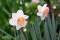 White Nihon suisen (Japan daffodil) flower with soft focus background