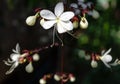 White Nodding Clerodendron