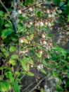 White Nodding-Clerodendron Flower Buds Hanging