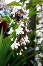 White Nodding Clerodendron flowers